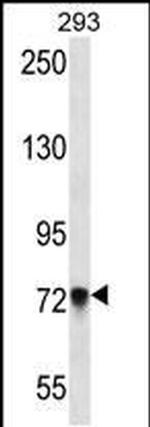 PCDHB5 Antibody in Western Blot (WB)