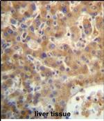 SEC14L4 Antibody in Immunohistochemistry (Paraffin) (IHC (P))
