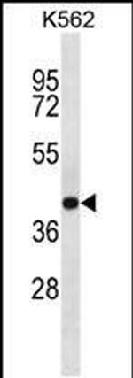 SEC14L4 Antibody in Western Blot (WB)