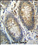 TEX261 Antibody in Immunohistochemistry (Paraffin) (IHC (P))