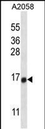 TEX261 Antibody in Western Blot (WB)