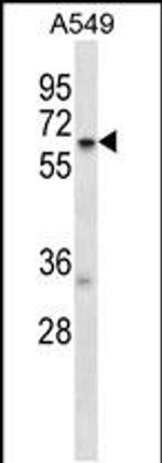 TCP11L2 Antibody in Western Blot (WB)