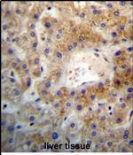 SGEF Antibody in Immunohistochemistry (Paraffin) (IHC (P))