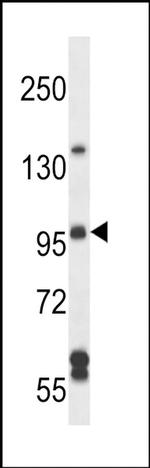 SGEF Antibody in Western Blot (WB)