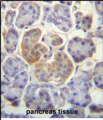 WDR25 Antibody in Immunohistochemistry (Paraffin) (IHC (P))