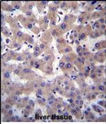 PRCP Antibody in Immunohistochemistry (Paraffin) (IHC (P))