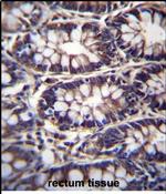 TTC15 Antibody in Immunohistochemistry (Paraffin) (IHC (P))