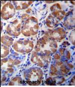 WDR89 Antibody in Immunohistochemistry (Paraffin) (IHC (P))