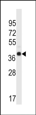 WDR89 Antibody in Western Blot (WB)