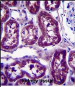DPYS Antibody in Immunohistochemistry (Paraffin) (IHC (P))