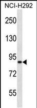 ANKS1B Antibody in Western Blot (WB)