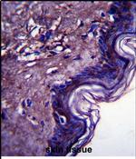 FAM213A Antibody in Immunohistochemistry (Paraffin) (IHC (P))