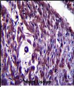 MAGED4 Antibody in Immunohistochemistry (Paraffin) (IHC (P))
