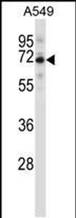SPDL1 Antibody in Western Blot (WB)
