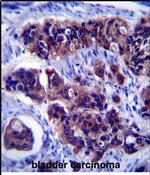 ZDHHC24 Antibody in Immunohistochemistry (Paraffin) (IHC (P))