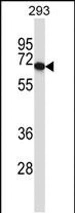 PDILT Antibody in Western Blot (WB)