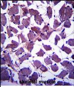 HSPA12B Antibody in Immunohistochemistry (Paraffin) (IHC (P))