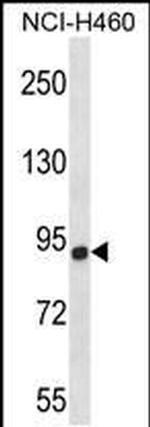 CHSY1 Antibody in Western Blot (WB)