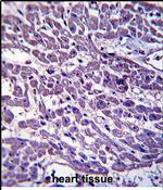 EMILIN3 Antibody in Immunohistochemistry (Paraffin) (IHC (P))