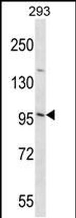 EMILIN3 Antibody in Western Blot (WB)