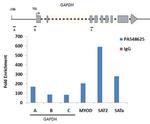 HIST2H2AB Antibody