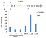 HIST2H2AB Antibody in ChIP Assay (ChIP)