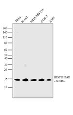 HIST2H2AB Polyclonal Antibody