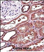 RANBP3L Antibody in Immunohistochemistry (Paraffin) (IHC (P))