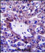 C5orf33 Antibody in Immunohistochemistry (Paraffin) (IHC (P))