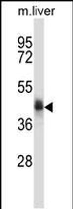C5orf33 Antibody in Western Blot (WB)