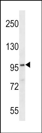 FAM83G Antibody in Western Blot (WB)
