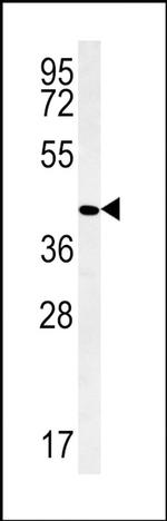 PPAN Antibody in Western Blot (WB)