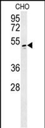 WBSCR16 Antibody in Western Blot (WB)