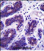 GDPD3 Antibody in Immunohistochemistry (Paraffin) (IHC (P))