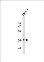 GDPD3 Antibody in Western Blot (WB)