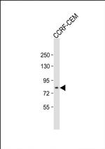 ADAM11 Antibody in Western Blot (WB)
