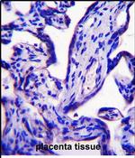 EFCAB7 Antibody in Immunohistochemistry (Paraffin) (IHC (P))