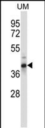 OAF Antibody in Western Blot (WB)