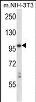LTK Antibody in Western Blot (WB)