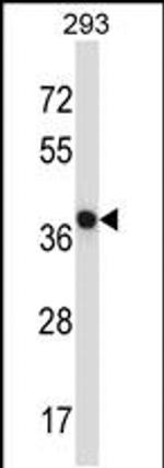 NECAB1 Antibody in Western Blot (WB)