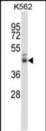 NPY4R Antibody in Western Blot (WB)