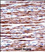 POLR2J Antibody in Immunohistochemistry (Paraffin) (IHC (P))