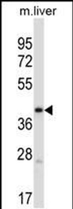 PDK3 Antibody in Western Blot (WB)