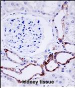 OTUD7B Antibody in Immunohistochemistry (Paraffin) (IHC (P))