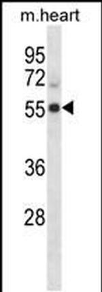 PFTK2 Antibody in Western Blot (WB)