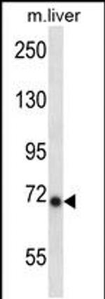 IKK epsilon Antibody in Western Blot (WB)