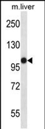 MASTL Antibody in Western Blot (WB)