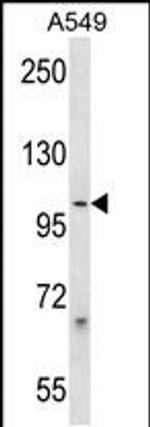 PCDHB1 Antibody in Western Blot (WB)