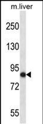 NEK5 Antibody in Western Blot (WB)