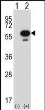 STK25 Antibody in Western Blot (WB)